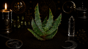 aloe significato e proprietà magiche ed esoteriche