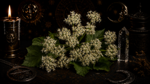 angelica significato e proprietà magiche ed esoteriche